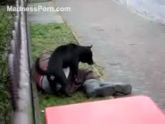A black canine is gangbanging a homeless man who is intoxicated on the street.
